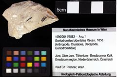 Foto (Objket + Etiketten) von Cycloprosopon cf. octonarium (Schweitzer & Feldmann, 2010) 